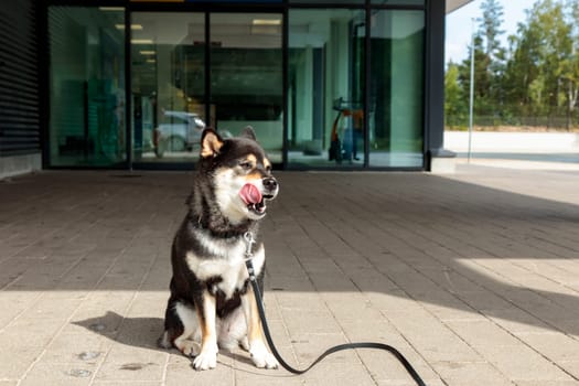Smiling dog waits for its owner in the parking lot near the entrance to the store, black and tan Japanese Shiba Inu breed dog in Finland, banner with copy space