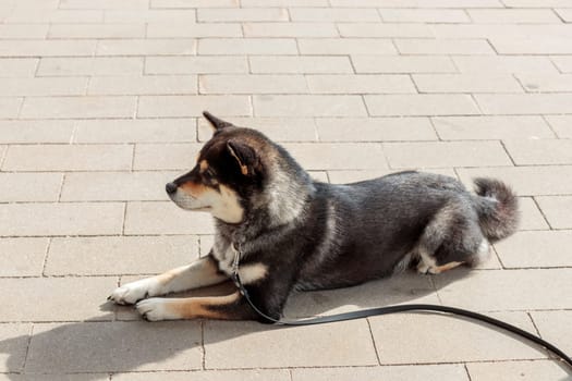 Smart black and tan dog, Japanese Shiba Inu breed, on Leash in sunny weather lies on a parking lot waiting for her owner, banner with copy space