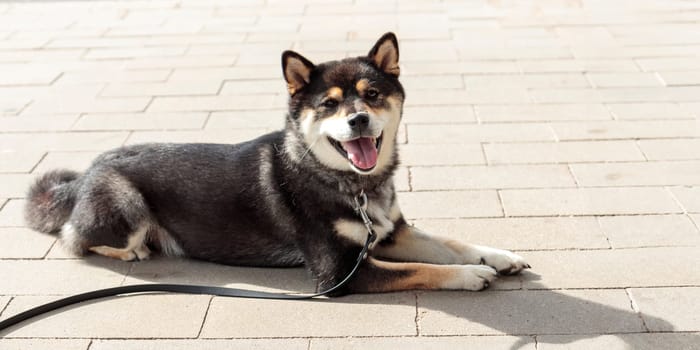 Smart black and tan dog, Japanese Shiba Inu breed, on Leash in sunny weather stuck out her tongue, lie on a parking lot waiting for her owner