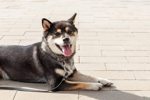 Smart black and tan dog, Japanese Shiba Inu breed, on Leash in sunny weather stuck out her tongue, lie on a parking lot waiting for her owner