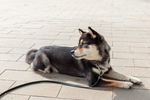Smart black and tan dog, Japanese Shiba Inu breed, on Leash in sunny weather lies on a parking lot waiting for her owner, banner with copy space