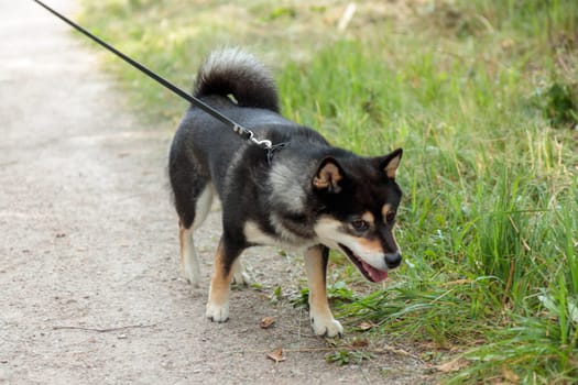 Smiling black and tan dog, Japanese Shiba Inu breed, and nature, pet outdoors, on a walk in sunny summer forest or park in Finland, Europe, banner with copy space