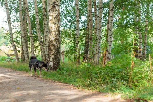 Smiling black and tan dog, Japanese Shiba Inu breed on a leash stuck out her tongue, pet outdoors, on a walk in a sunny summer forest or nature park in Finland, Europe, banner with copy space
