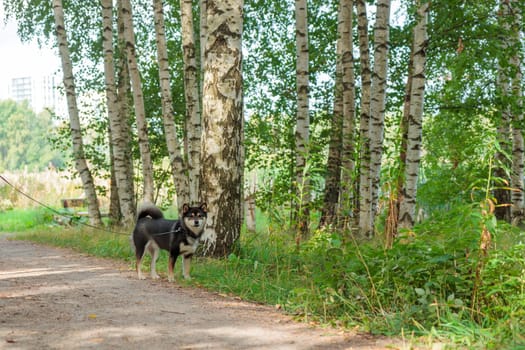 Smiling black and tan dog, Japanese Shiba Inu breed on a leash stuck out her tongue, pet outdoors, on a walk in a sunny summer forest or nature park in Finland, Europe, banner with copy space