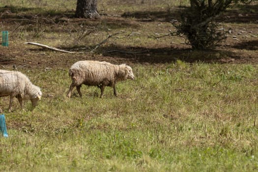Two sheep grazing on a farm, enjoying the sunshine and fresh grass