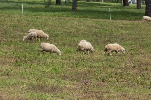 Flock of sheep grazing on a green pasture on a sunny day