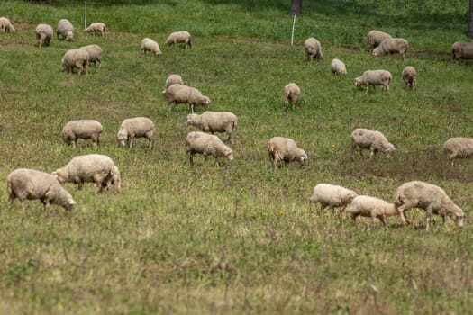 Sheep grazing on a green meadow on a farm in springtime