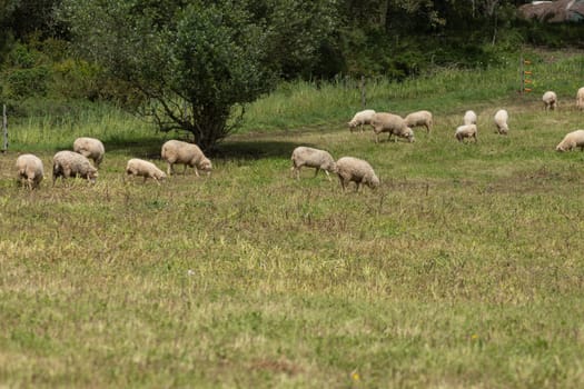 Flock of sheep grazing on a lush green pasture on a sunny summer day