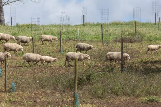 Flock of sheep walking on a farm on a sunny day