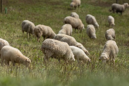 Flock of sheep peacefully grazing on lush green grass in a sunny pasture