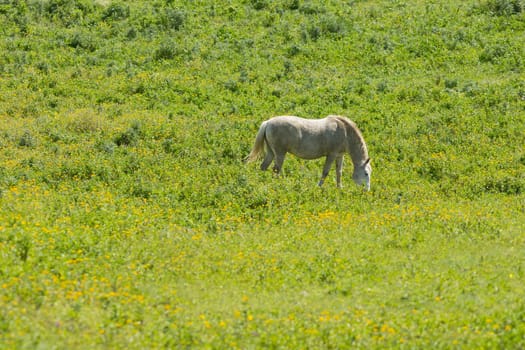 White horse peacefully grazing in a lush green field adorned with vibrant yellow flowers