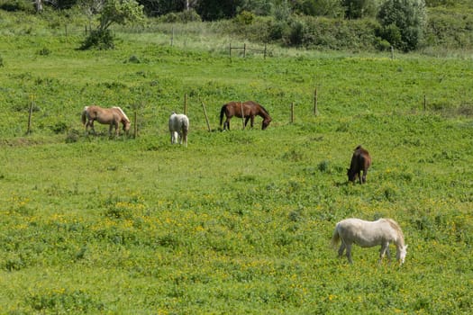 Five horses are grazing on a green field with yellow flowers on a sunny day