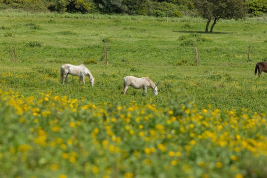 Horses grazing on a sunny pasture with yellow flowers in the foreground