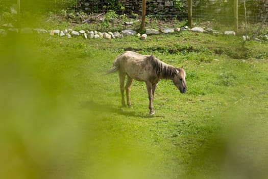 Horse is grazing alone in a field of green grass
