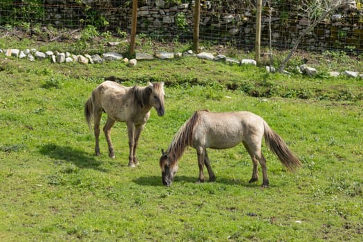 Two horses are grazing peacefully in a meadow, enjoying the lush green grass and the warmth of the sun