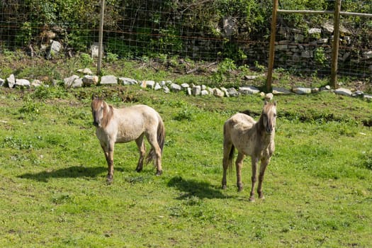 Two horses are standing on green grass in a paddock