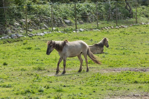 Two horses grazing on a sunny spring day, one walking towards the camera and the other lying down in the grass
