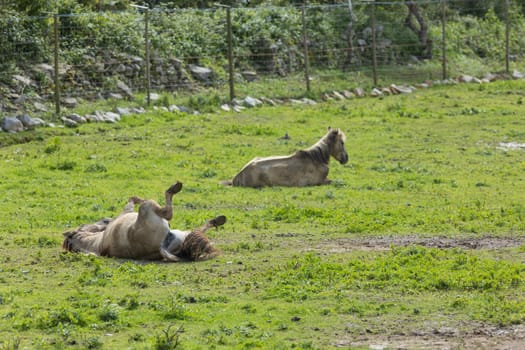 Horse is rolling in the grass while another one is resting in a field
