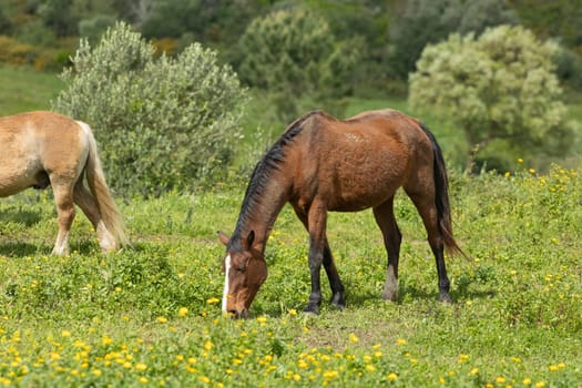 Brown horse peacefully grazing in a field of grass and yellow flowers with another horse in the background