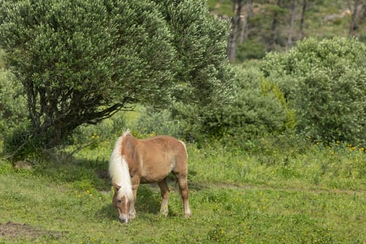 Brown and white horse grazing in a field with lush green grass and yellow flowers