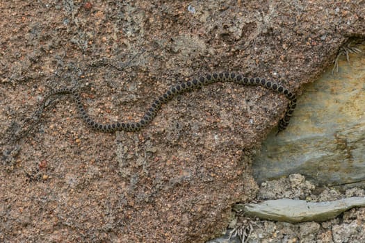 Snake is slithering on a rock in its natural habitat