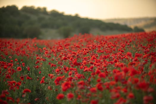 A vast field of vibrant red poppies stretches out before a green hillside, bathed in the warm glow of the setting sun.