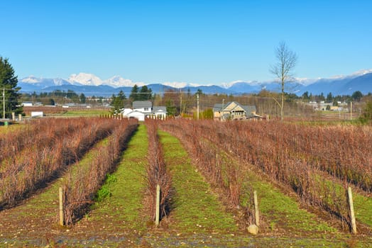 Blueberry farm on winter season in the Fraser valley, British Columbia.