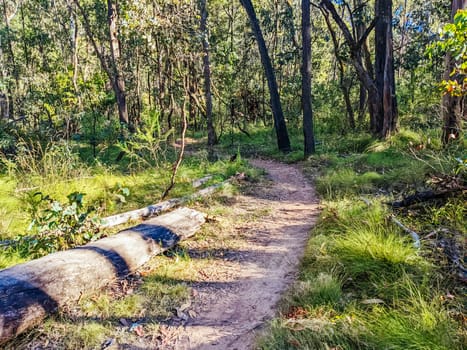 Yackandandah mountain bike trails in Indigo Shire in Victoria, Australia