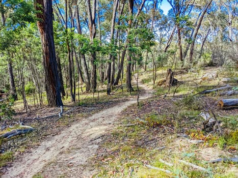 Beechworth mountain bike trails in Indigo Shire in Victoria, Australia