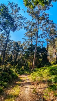 Narooma mountain bike trails near Dalmeny in New South Wales south coast, Australia