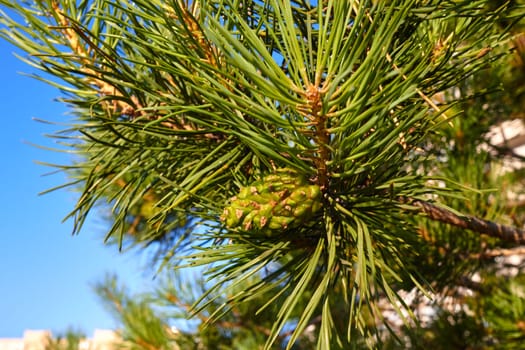 a green pine cone on a green background of needles. Landscaping. Plants.