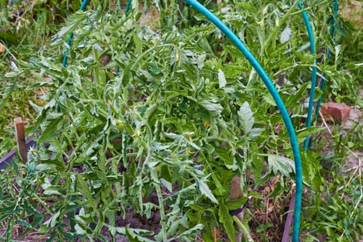 Tomato seedlings transplanted into the ground after frost. Diseases of plants.