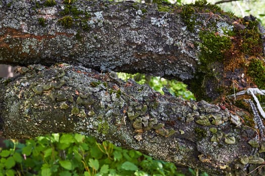 the texture of the material of the trunk of an old tree. Diseases of trees and plants.