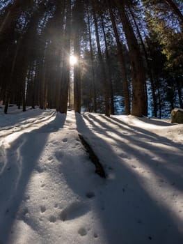 The sun filters through the trees in the snowy forest, casting warm light and quaint shadows across the frozen landscape.
