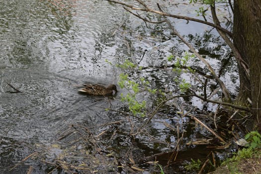 Wild duck female in dirty river water. Ducks in their natural habitat, an area with a large number of lakes where ducks live, wild waterfowl ducks in nature