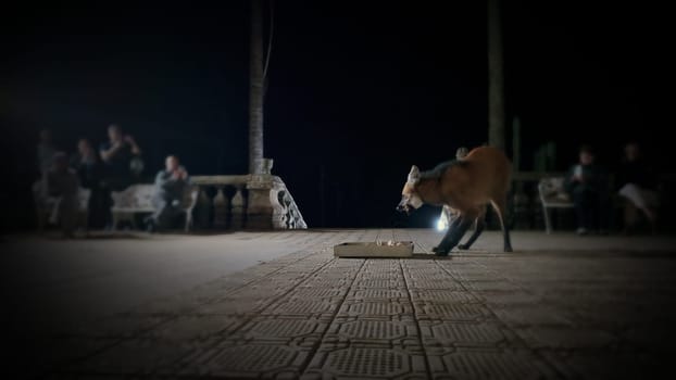 A maned wolf eats from its food tray at Brazil's Caraca sanctuary at night, captured in super slow motion, with people observing in the background.