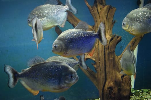Group of red-bellied piranhas are swimming in fish tank. Red piranha (Pygocentrus nattereri), selective focus.