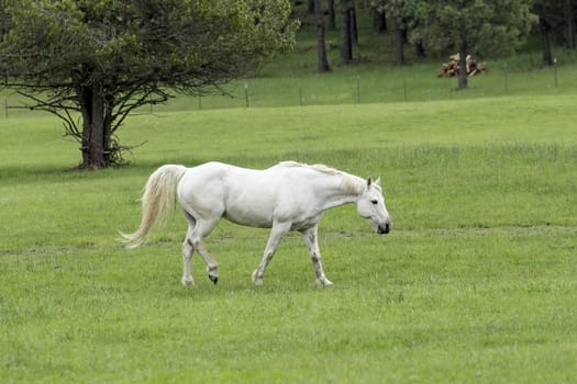 A pretty white horse walks in a green pasture near Coeur d'Alene, Idaho.