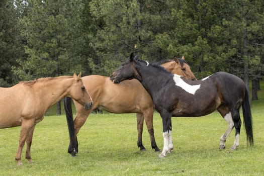 A couple of horses are grooming each other in north Idaho.