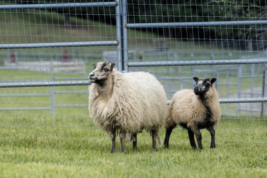 Female Icelandic sheep and a lamb near Coeur d'Alene, Idaho.