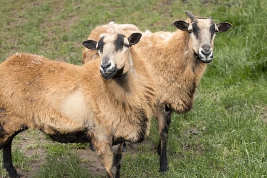 A couple of icelandic sheep in a grassy pasture in north Idaho.