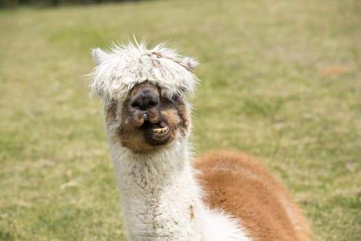 A close up of an alpaca and its teeth in north Idaho.