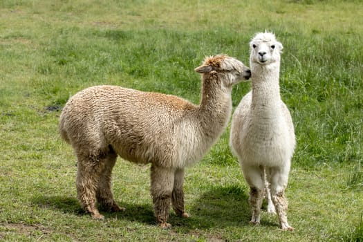 A couple of alpacas standing in a grassy pasture near Coeur d'Alene, Idaho.