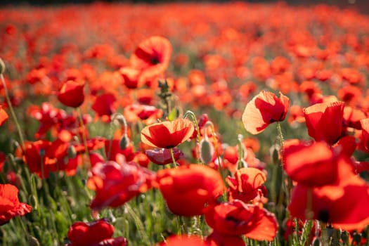 A field of bright red poppies sway gently in the breeze, their petals catching the sunlight.