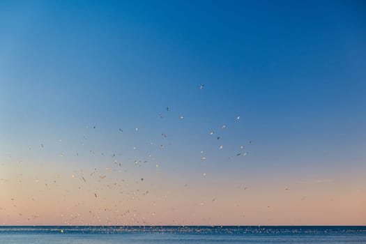 beautiful, serene seascape during sunrise or sunset, given the warm colors near the horizon. The sky transitions from a warm orange near the horizon to a cooler blue as it gets higher. There are many birds in flight over the sea, small silhouettes against the sky. The sea is calm with gentle waves, reflecting some of the sky's colors on its surface. a sense of tranquility and natural beauty download