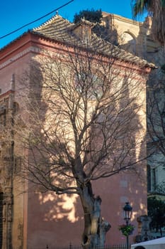 a tall, leafless tree in front of a pinkish building with classical architectural features. Sunlight is casting the tree's shadow on the building's facade, and the sky is clear blue sunny day.