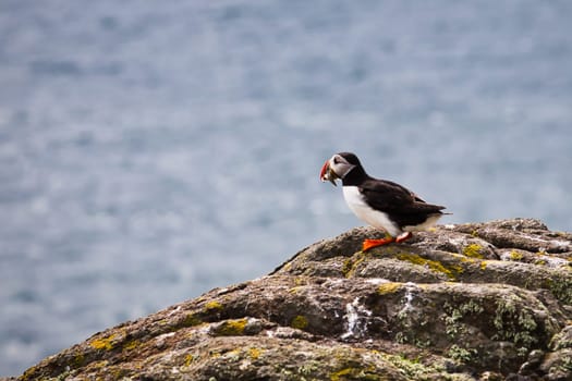 A small, colorful bird is perched delicately on a rock near the vast ocean, enjoying the view and soaking in the suns warmth