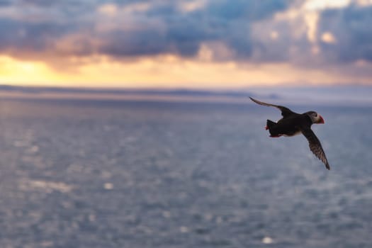 A beautiful bird is gracefully flying over the vast ocean, enjoying the stunning view at sunset, as the sky changes colors