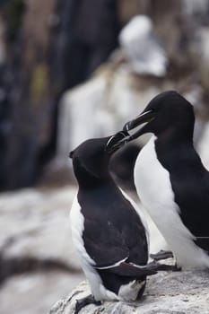 Two black and white birds are standing quite closely next to each other on a large rock in their natural environment