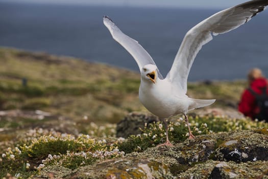 A seagull is standing proudly on a large rock with its beautiful wings outstretched wide, catching the gentle ocean breeze around it